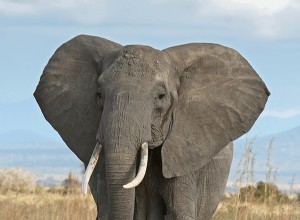 Marzenia o słoniach:znaczenie i symbolika