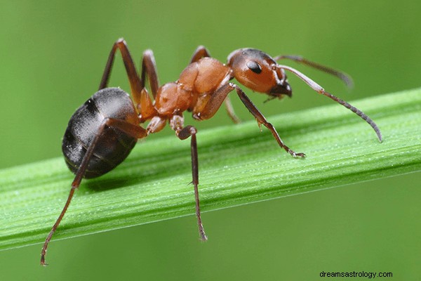 Drømme om myrer:Hvad betyder og symbolik