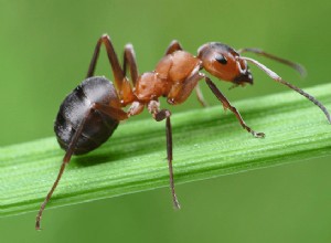 Sny o mravencích:jaký je význam a symbolika
