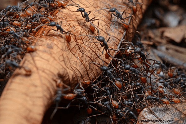 Drømme om myrer:Hvad betyder og symbolik