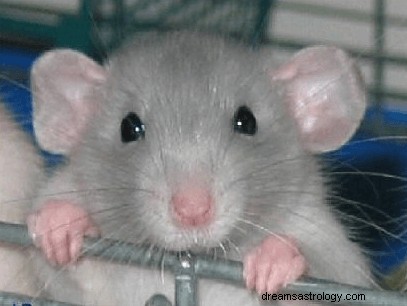 Drömmar om råttor:vad betyder det och symboliken