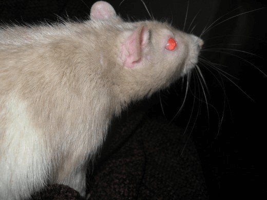 ネズミの夢:意味と象徴性