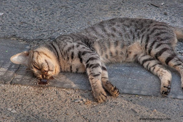 知っておくべき猫の夢の意味と解釈