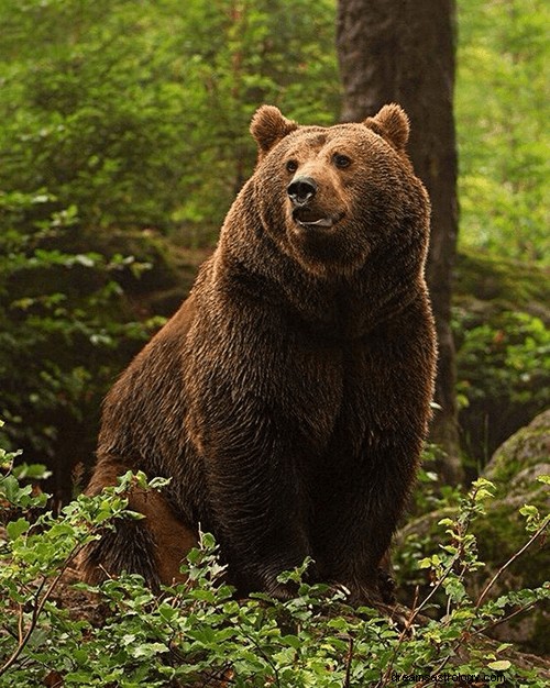 Drömmar om björnar:vad betyder och symbolik