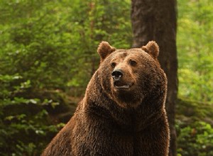 Rêves d ours :signification et symbolisme
