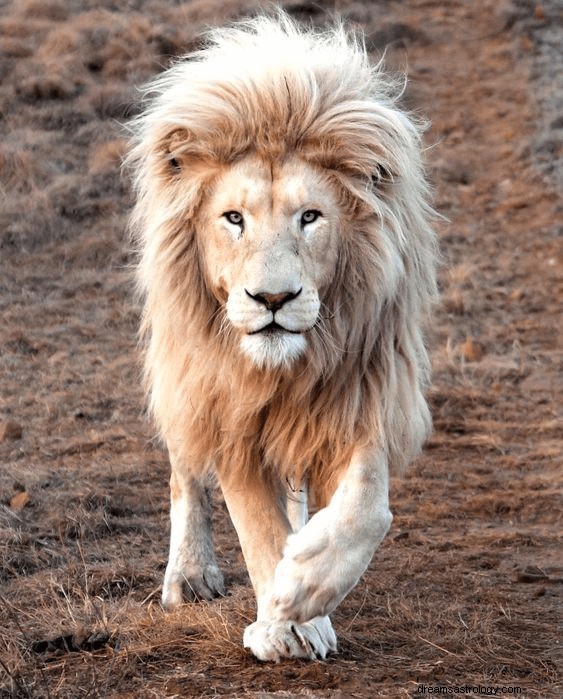 Drömmar om Lions:Vad betyder och symbolik