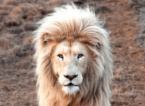 ライオンの夢:意味と象徴