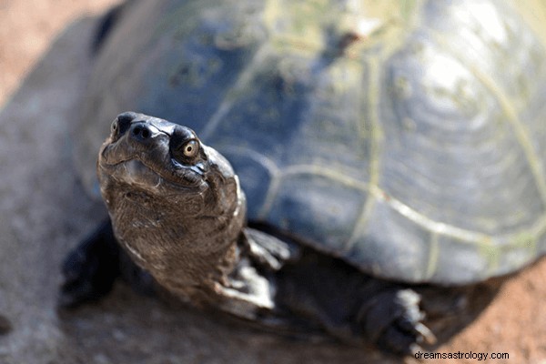 Drømme om skildpadder:Hvad betyder og symbolik