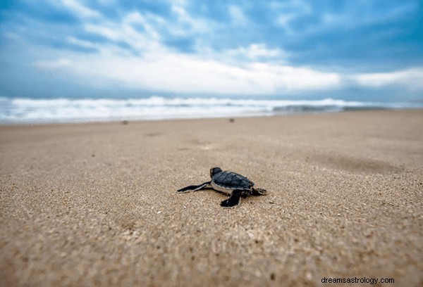 Όνειρα για χελώνες:Τι σημαίνει και ο συμβολισμός