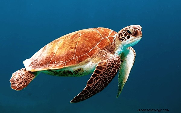 Drømme om skildpadder:Hvad betyder og symbolik