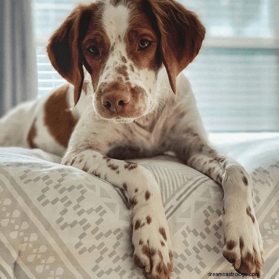 Drømme om hunde:Hvad betyder og symbolik