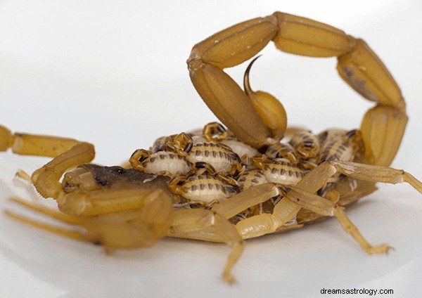 Sogni sugli scorpioni:simboli, significati e interpretazioni