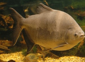 Drømme om fisk:betydning og symbolik