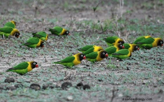 Dromen over vogels Betekenis en interpretatie