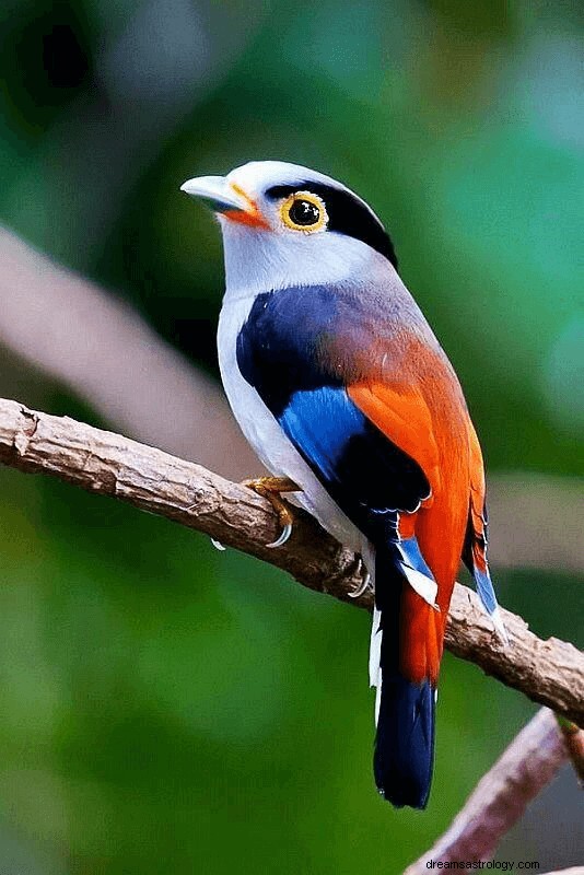 Mimpi tentang burung Arti dan Tafsirnya