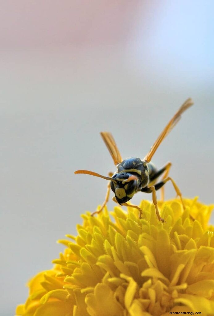 11 bibliska och andliga betydelser av insekter i drömmar