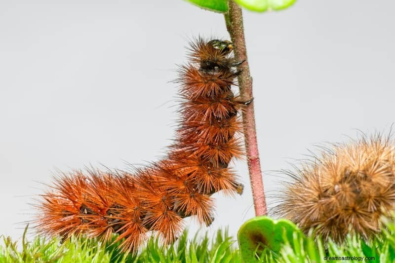 11 bibliska och andliga betydelser av insekter i drömmar