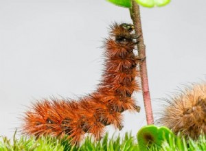 11 bibliska och andliga betydelser av insekter i drömmar