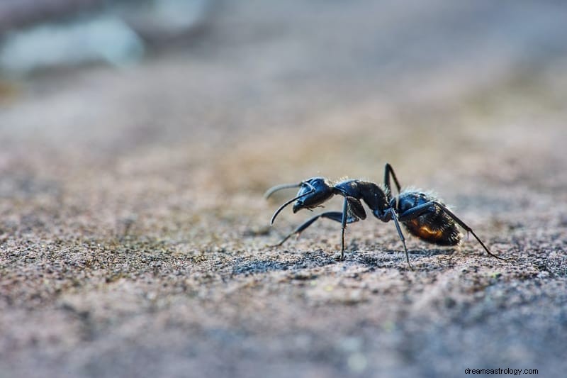 11 bibelske og åndelige betydninger av insekter i drømmer