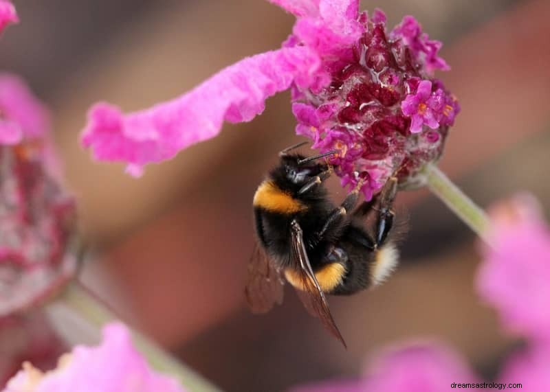 11 bibliska och andliga betydelser av insekter i drömmar