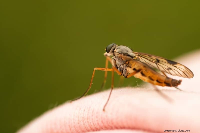 11 biblische und spirituelle Bedeutungen von Insekten in Träumen