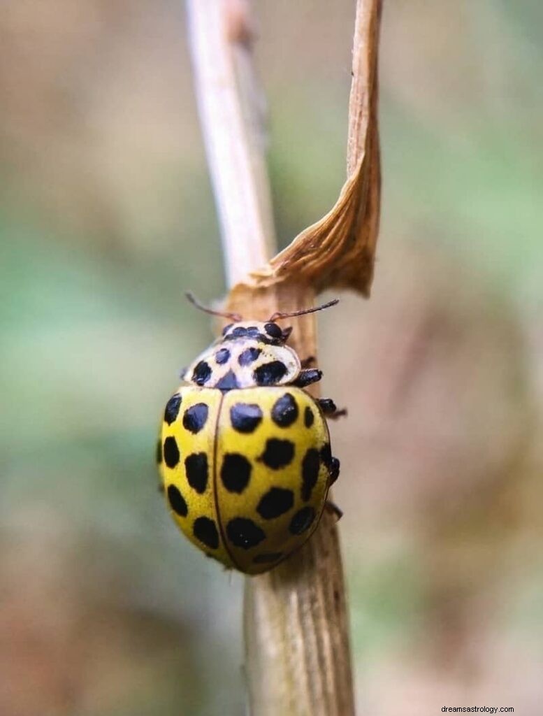 11 bibelske og åndelige betydninger av insekter i drømmer