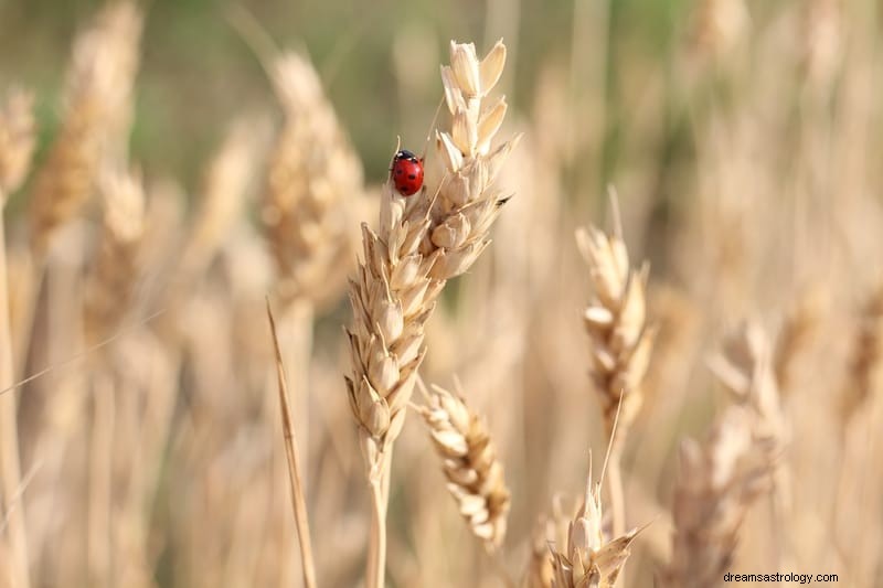 11 bibelske og åndelige betydninger av insekter i drømmer