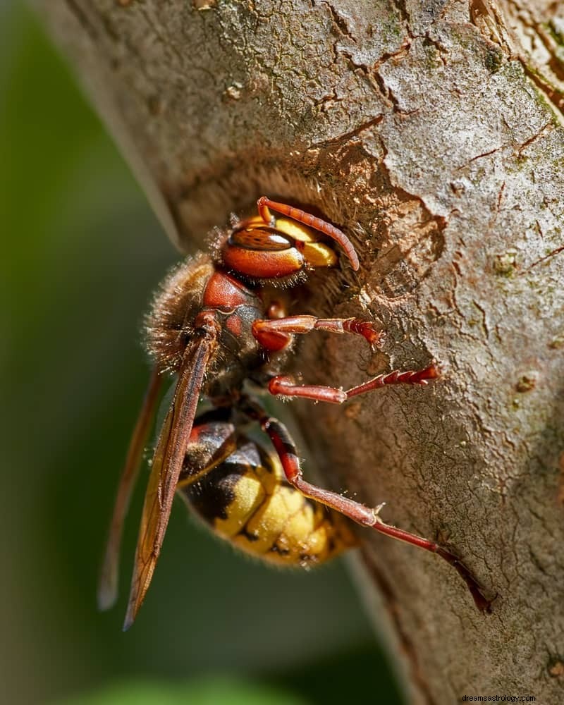 11 bibliska och andliga betydelser av insekter i drömmar