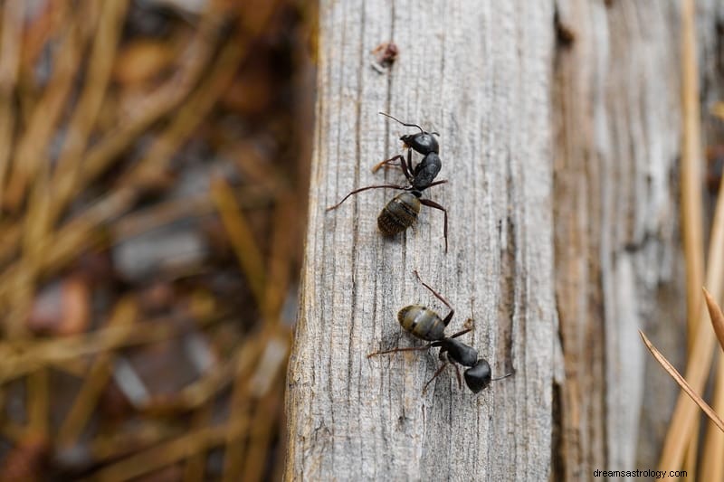 11 significados bíblicos y espirituales de los insectos en los sueños