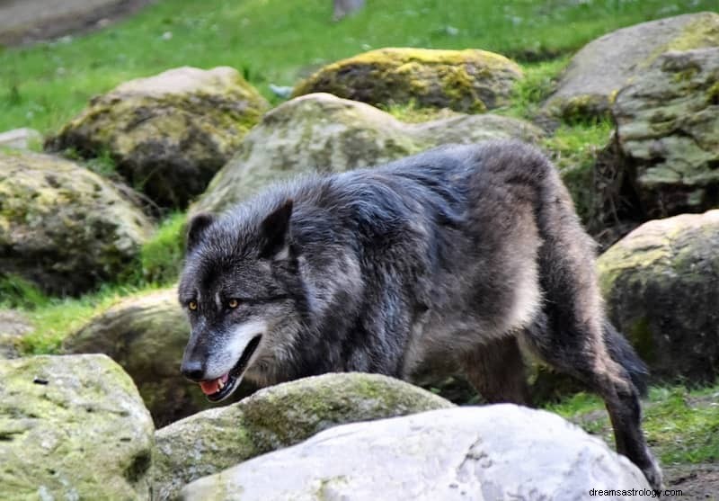 11 Duchowych znaczeń wilków w snach:to zły znak?