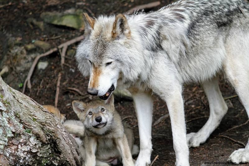 11 Duchowych znaczeń wilków w snach:to zły znak?