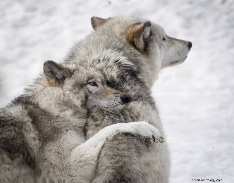 11 significations spirituelles des loups dans les rêves :c est un mauvais signe ?