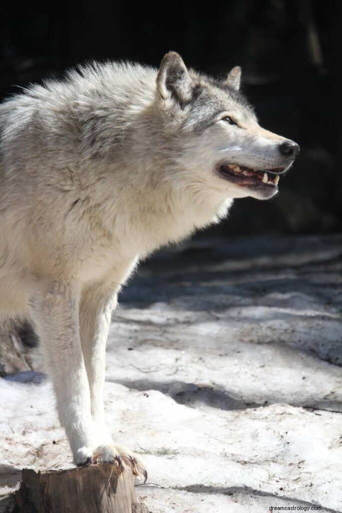 11 significados espirituais de lobos em sonhos:é um mau sinal?