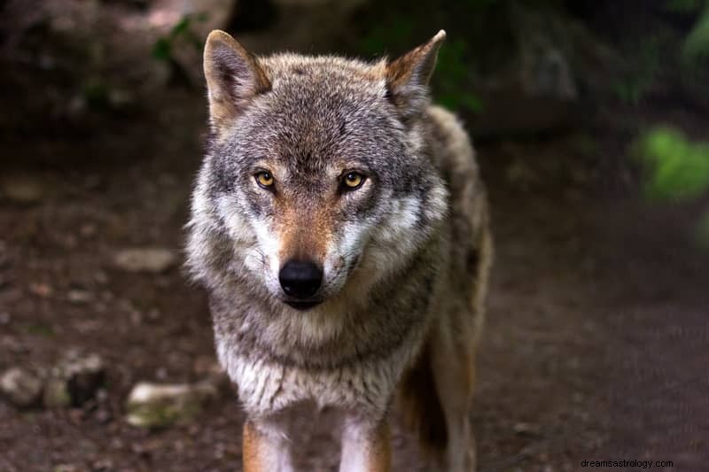 11 significations spirituelles des loups dans les rêves :c est un mauvais signe ?