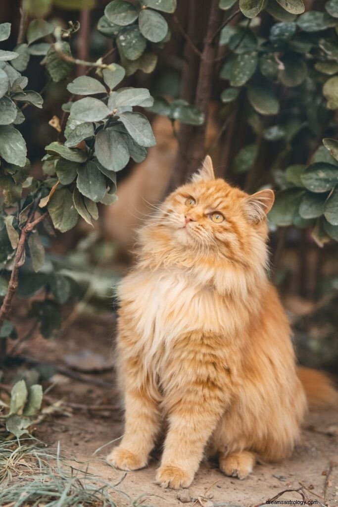 11 spirituele betekenissen van katten in dromen:het is een goed teken?