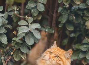 11 significations spirituelles des chats dans les rêves :c est bon signe ?