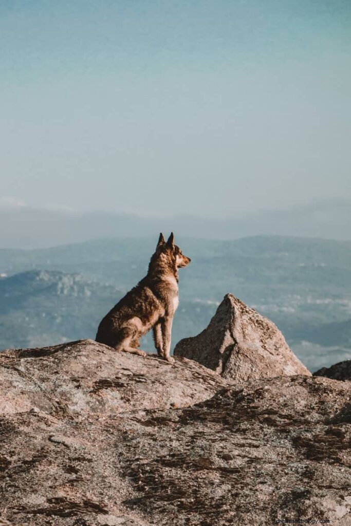 11 significations spirituelles des loups dans les rêves :c est un mauvais signe ?