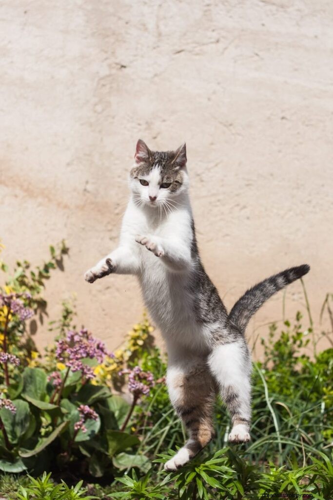 11 spirituele betekenissen van katten in dromen:het is een goed teken?