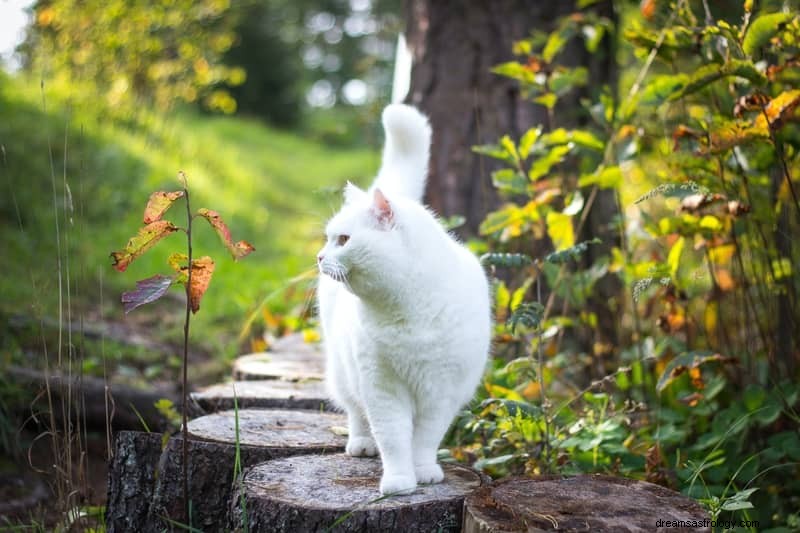 11 spirituele betekenissen van katten in dromen:het is een goed teken?