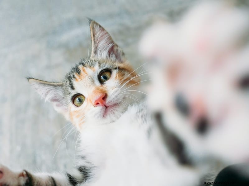 11 spirituelle betydninger af katte i drømme:Det er et godt tegn?