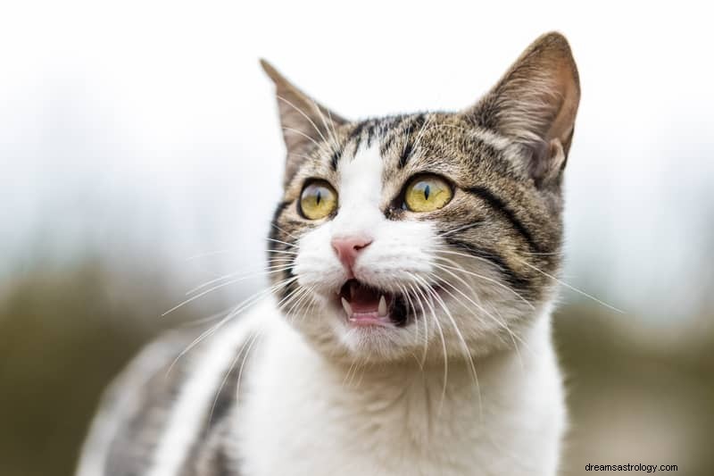 11 spirituele betekenissen van katten in dromen:het is een goed teken?