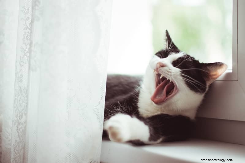 11 spirituelle betydninger af katte i drømme:Det er et godt tegn?