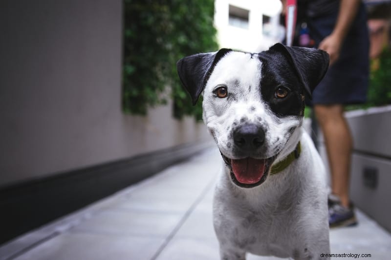 11 spirituele betekenissen van dode honden in dromen (levend)