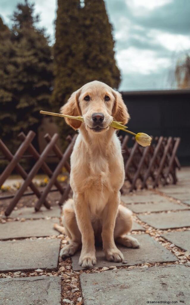 11 significados espirituais de cães mortos em sonhos (vivos)