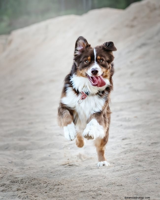 11 significados espirituales de los perros muertos en los sueños (vivos)