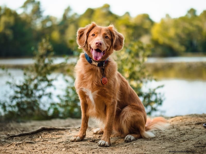 11 significados espirituais de cães mortos em sonhos (vivos)