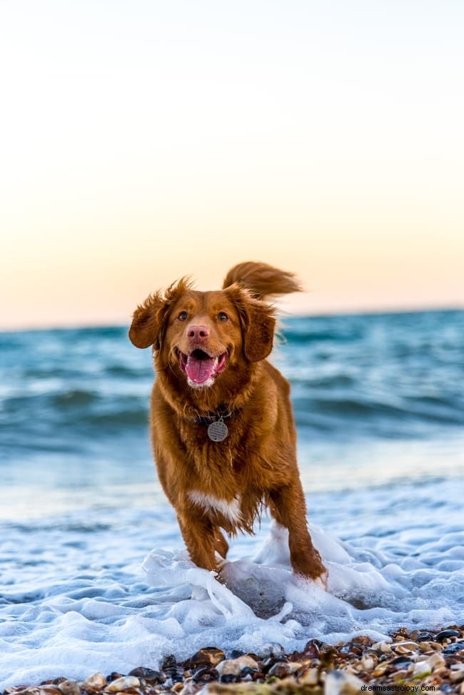 11 spirituele betekenissen van dode honden in dromen (levend)