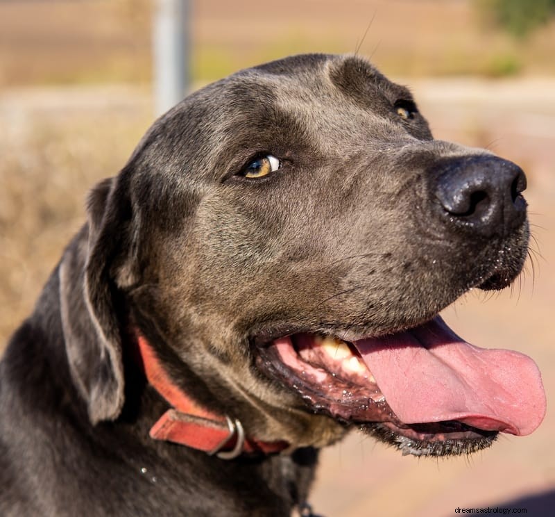 11 spirituele betekenissen van dode honden in dromen (levend)