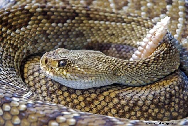 8 Spirituelle Bedeutungen von Schlangen in Träumen:Bringt es Glück?