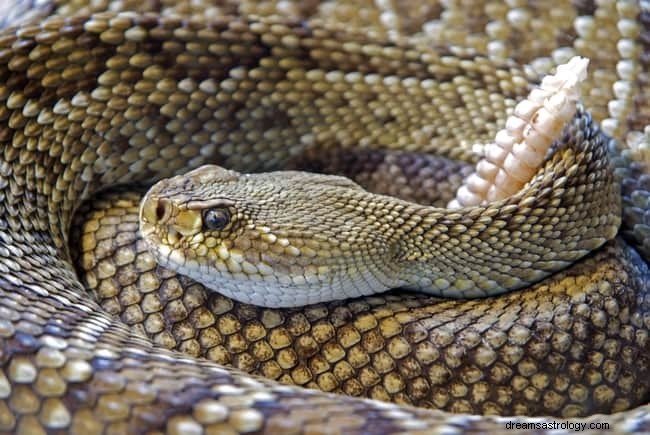 8 significados espirituais de cobras em sonhos:é boa sorte?